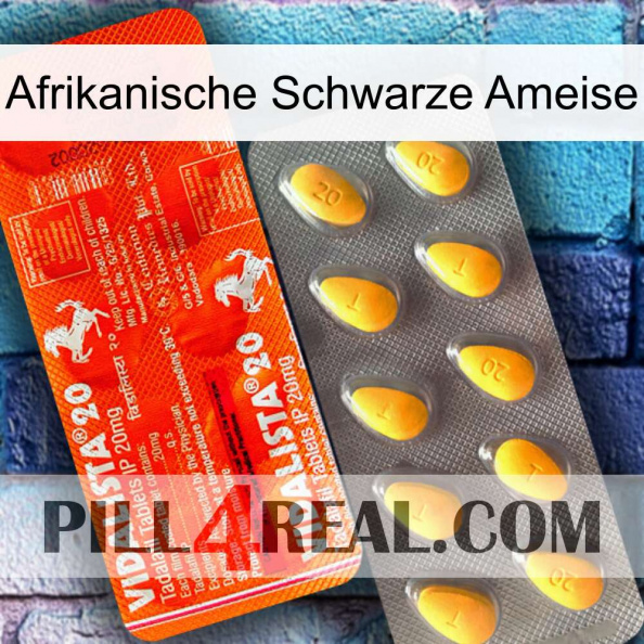 African Black Ant new01